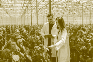 Thumbnail for Cuts to climate research funding have halted agricultural science aimed at providing a new cash crop for Colorado farmers