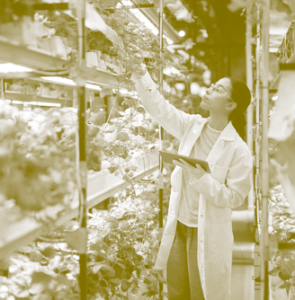 Thumbnail for The Institute of Agriculture at the University of Tennessee was hit hard as Trump cuts $37.7 million dollars across the school system