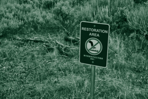 Thumbnail for Initiative to eliminate invasive tree species left in limbo as a nonprofit loses already-awarded federal grants